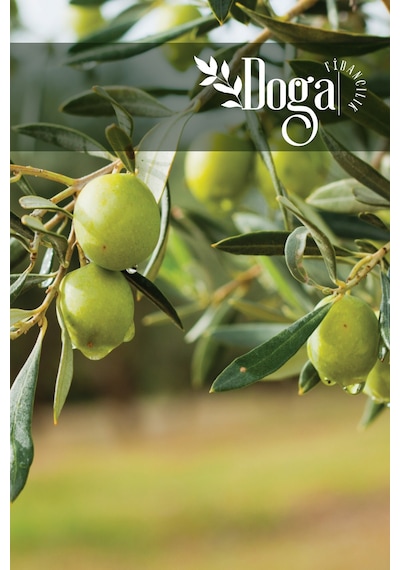 9 Adet Aşılı Gemlik Trilye Zeytin Fidanı 2 Yaş