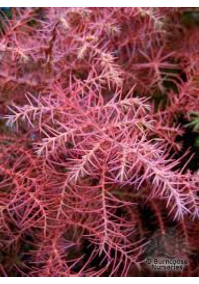 Cryptomeria Japonica Elegans Kadife Çam Fidanı 40-60 Cm Arası