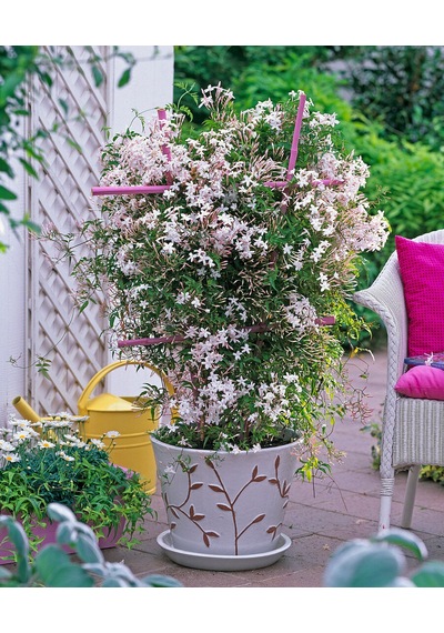 Jasminum polyanthum – Çin Yasemini