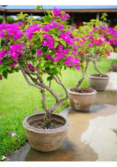 Çalı Begonvil Pembe Dolgun Ürün 20 60 Cm 1 Adet Saksılı Çiçekli Iç/ Dış Mekan Bougainvillea