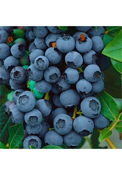 Tüplü Brigitta Yaban Mersini Likapa Blueberry Fidanı