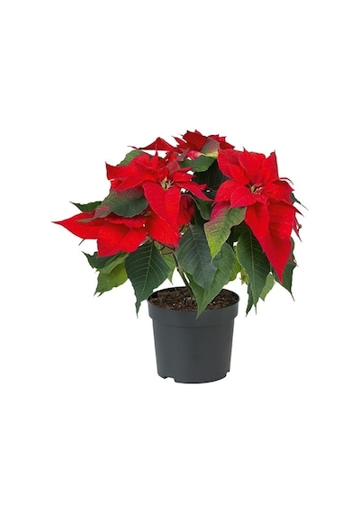 Poinsettia Atatürk Çiçeği 30-40 Cm