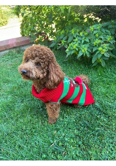Miniş Kırmızı Xmas Deer Küçük Köpek Kazağı