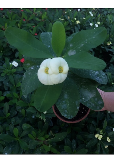Videolu Dikenler Tacı Çiçekli İthal Tayland Milli 30 60 Cm Saksılı Kaktüs Euophorbia