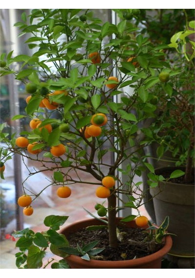 Videolu Tatlı Ve Sulu Mandalina Fidanı 150 200 Cm 1 Adet Saksılı/tüplü Citrus Reticulata