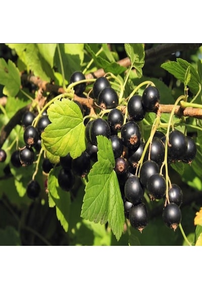 Tüplü Aromatik Goliath Ribes Nigrum Siyah Frenk Üzümü Fidanı