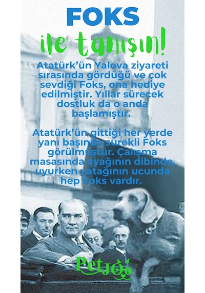 Petjoo 29.Foks Yeşil-Mavi Qr'lı Köpek Künyesi