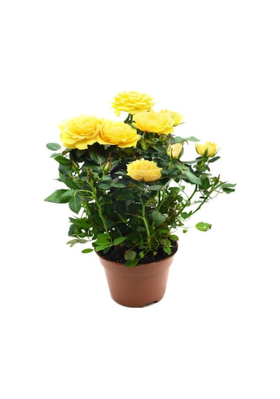 Videolu Yediveren Gül Seti 50 60 Cm 5 Adet Sarı Kırmızı Beyaz Pembe Turuncu "multiflora Rose"