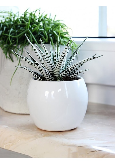 Zebra Sukulent Haworthia Fasciata Alba Beyaz Benekli Özel Tür Suk