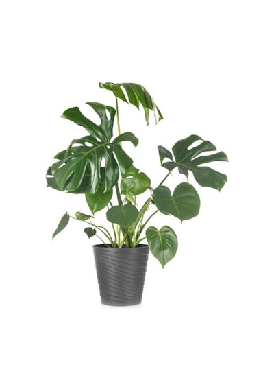 Videolu Deve Tabanı 1 Adet Saksılı/ Tüplü 40-60cm Ev Ofis Salon Bitkisi Monstera Deliciosa