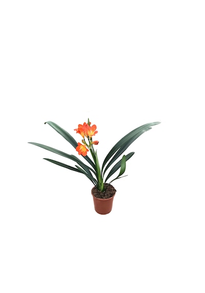 Clivia Miniata (Klivya Çiçeği) Ø12 CM Y35-40 CM
