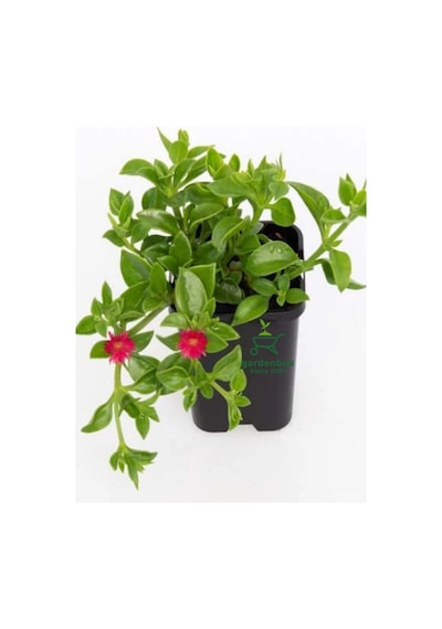 Yayılıcı Pembe Buz Çiçeği 5 Adet Saksılı 10-20cm Delosperma