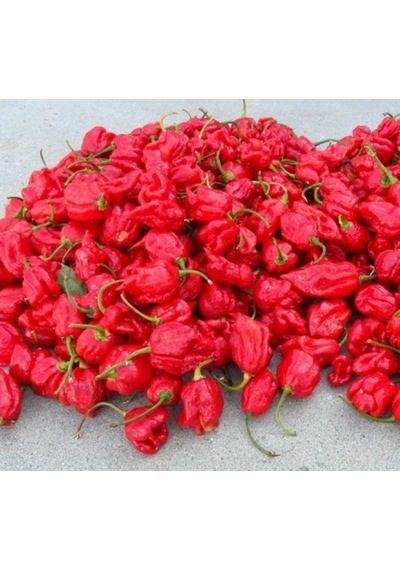 Çok Acı Trinidad Scorpion Biber Tohumu 5 Tohum +