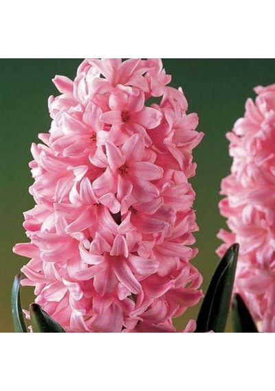 Hyacinthus Anna Marie Sümbül Soğanı 3  Adet