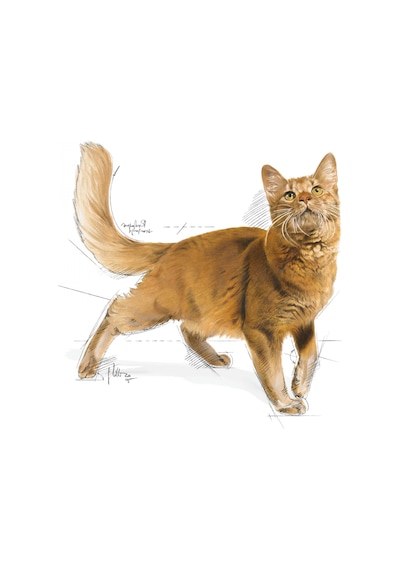 Royal Canin FHN Fit 32 Yetişkin Kedi Maması 10 KG