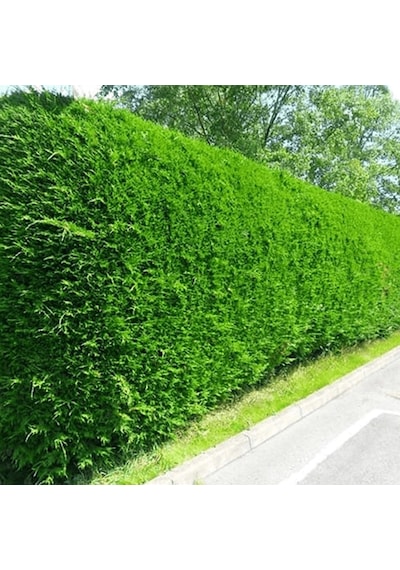 Leylandi Fidesi 'cupressocyparis Leylandii' Aşılı Çit Bitkisi 50'