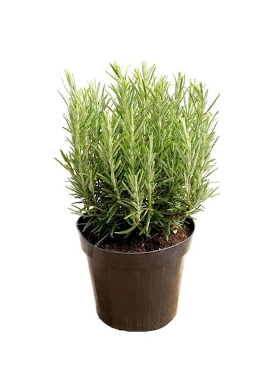 Biberiye Fide Fidanı 20-30 Cm 5 Adet Rosmarinus Officinalis