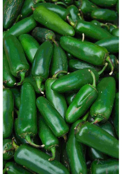 AGRodal Tarım Doğal Meksika Biberi Jalapeno Acı Biber 100 Adet Tohum