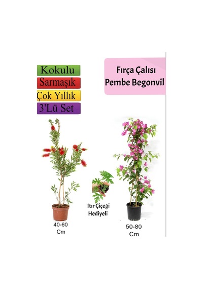 Fırça Çalısı+ Pembe Begonvil+ Itır Çiçeği Hediyeli