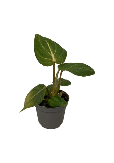 Philodendron Gloriosum Ø5,5 Cm H0-10 Cm