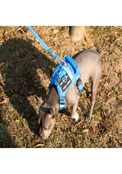 Interlaken G230 Ayarlanabilir Uzunluk Siyah Köpek Tasma M Siyah