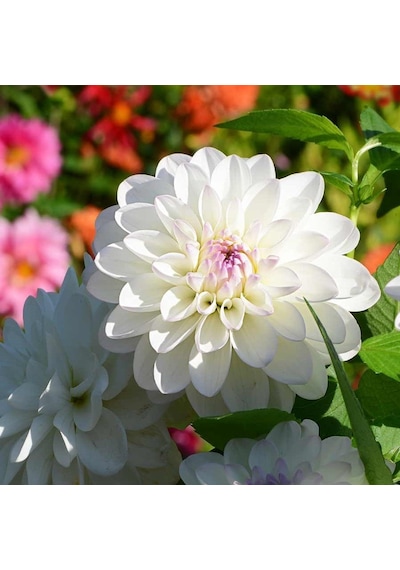 Riviera Dahlia Dev Yıldız Çiçeği Yumrusu 1 Adet