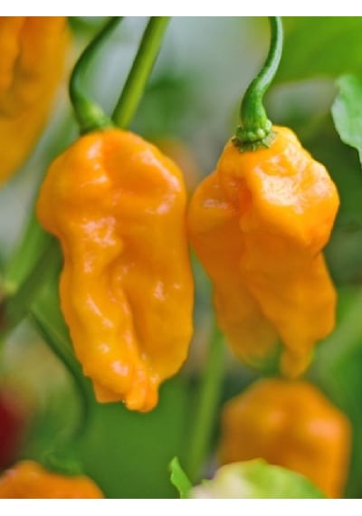 Carolına Reaper Yellow Pepper / 1.8 Milyon Scoville - Gerçek Taze Acı Biber
