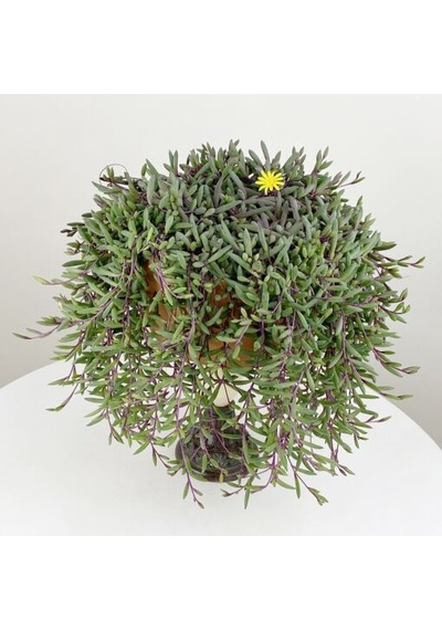 Yakut Kolyesi – Othonna capensis