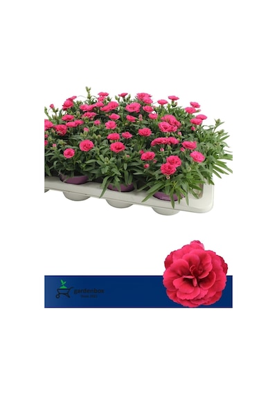 Yeni Sezon Dolgun Çiçekli Karanfil Çiçeği Pembe Renk 1 Adet Saksılı 15-25cm