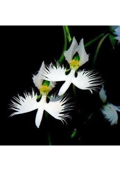 Japon Radiata Orkide Çiçeği Tohumu Ekim Seti 5 Tohum +Saksı+Topra