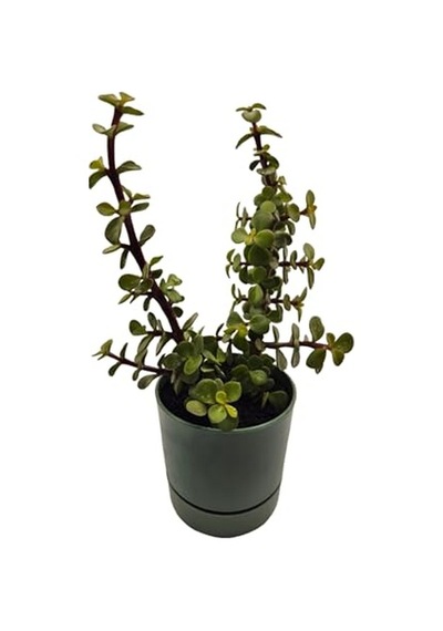 Para Çiçeği Crassula Ovata Canlı Bitki, Saksılı, 10cm Çap, 25cm Yükseklik, Karışık Renkli Saksı, Hediye Kutu Diğer
