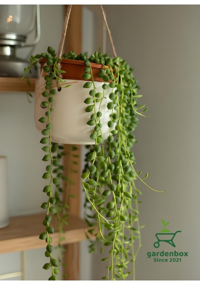 İnci Tanesi Tespih Çiçeği Makrome Saksılı 20-30cm Senecio Rowleyanus