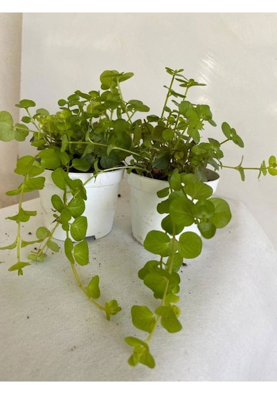 Altın Kolye Sarkıcı Bitki 8,5 Saksıda 1 Adet 10-20 Cmlysimachia Nummularia
