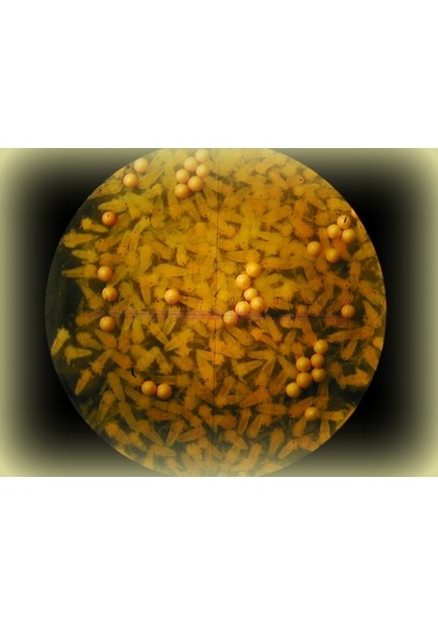 Artemia Zenginleitirici 50 G