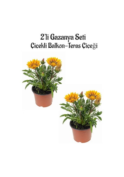 Sarı Renk Gazanya Çiçeği 2 Adet Saksılı 10-20cm Bahçe Balkon Çiçeği