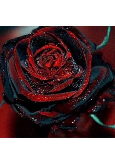 5 Adet Red And Black Rose Gül Tohumu