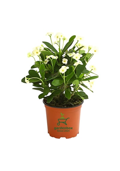 Formlu Beyaz Renk Euphorbia Dikenler Tacı 20-25cm