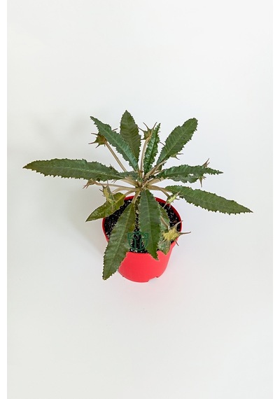 Dorstenia Foetida Özel Tür Nadir İlginç Sukulent 8.5 Cm Kırmızı S