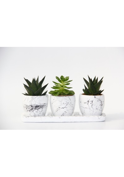 Trio Beyaz Sukulent Seti - Haworthia. Echeveria Emerald