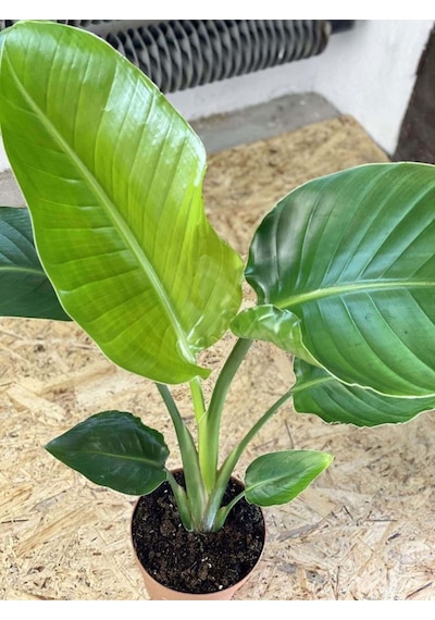 Starliçe Cennet Kuşu Çiçeği - Strelitzia Nicolai Canlı Salon Bitkisi Mini