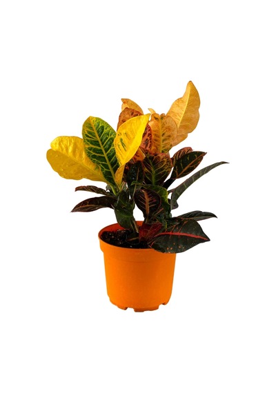 Rengârenk Kroton 30-40 Cm