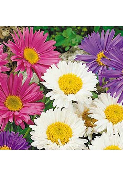 Kır Papatyası Aster Alpinus Karışık Renklerde 5 Adet