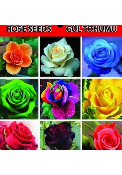 10 Adet Turuncu Gazanya Çiçeği Tohumu + 10 Adet Gül Tohumu N117341
