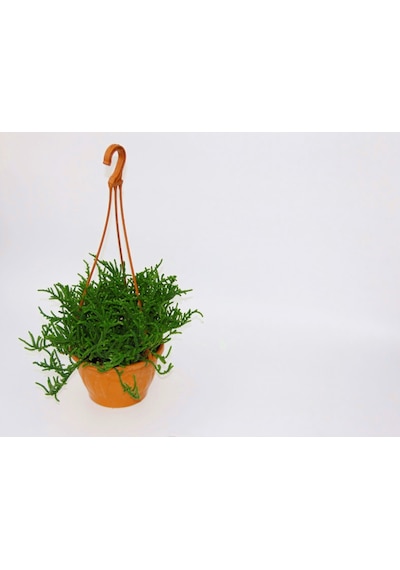 Crassula Muscosa Sukulent 5 Adet - Askılı Saksıda