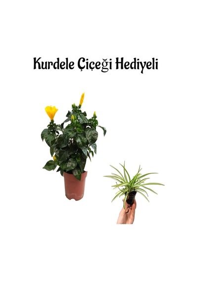 Kadınlar Gününe Özel Sarı Renk Japon Gülü Hibiscus Rosa Kurdele Çiçeği Hediyeli