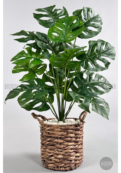 Yapay Monstera Deve Tabani 65 Cm Demi R Destekli Kulplu Hasir Saksıda Krem
