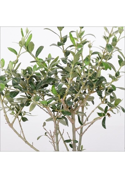 Tijli Zeytin Ağacı 80-100 Cm Diğer