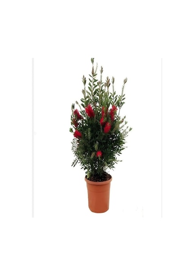 Kırmızı Fırça Çalısı+kırmızı Mercan Çiçeği+tül Kuşkonmaz Peyzaj Seti
