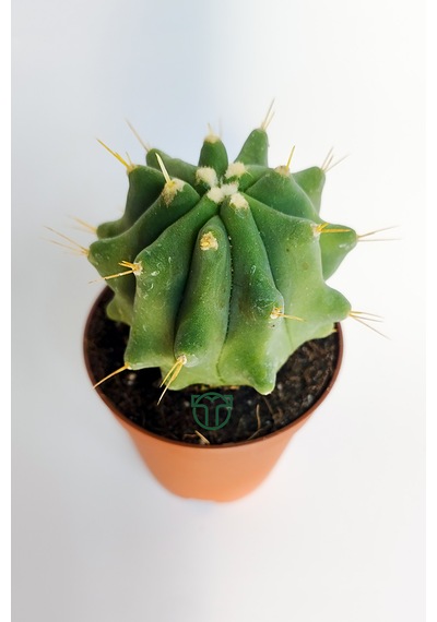 Ferocactus Glaucescens Kuraklığa Dayanıklı Bitki Özel Tür Katküs