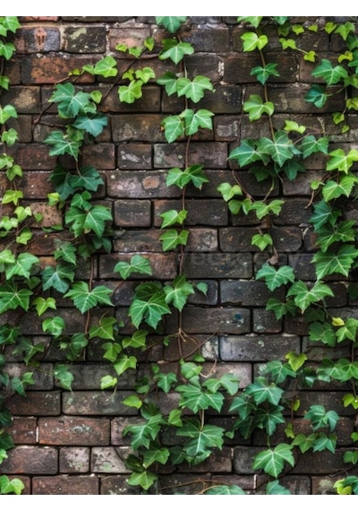 Saksıda Orman Sarmaşığı 40-60 Cm Hedera Helix Yeşil Yapraklı